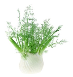 5265fennel